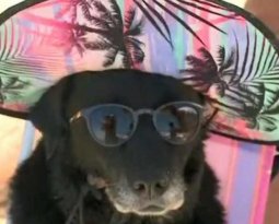 Cachorra com acessórios de verão em praia de Florianópolis vira primeiro meme de 2022