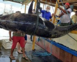 Pescadores do Rio Grande do Norte fisgaram um atum azul de 400 quilos