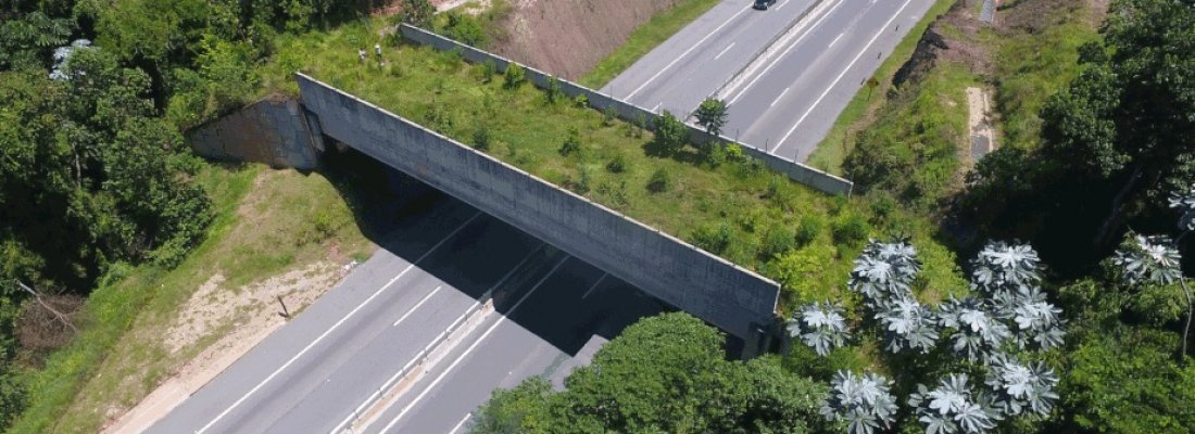 “Ponte Verde” foi construída para passagem de animais silvestres na Rodovia Nova Tamoios, em SP