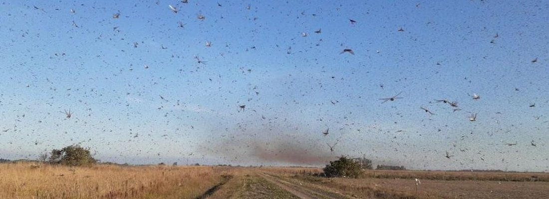 A nuvem de gafanhotos que está na Argentina volta a preocupar agricultores no sul do Brasil