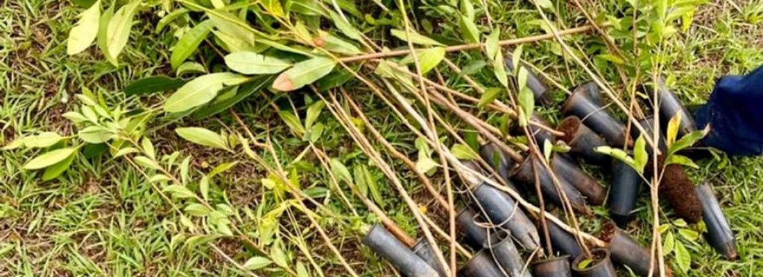 Polo Rural de São Pedro da Aldeia, vai receber plantio de 12 mil mudas de espécies nativas da Mata Atlântica
