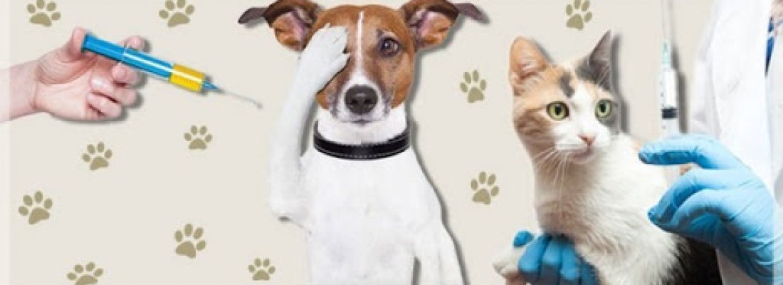 Rússia começa a vacinar cachorros e gatos contra a COVID-19
